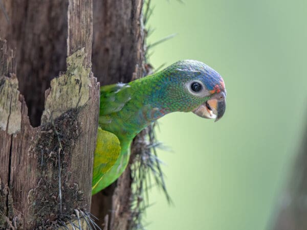 A wild juvenile Blue-headed Parrot peeks out of a nest cavity