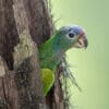 A wild juvenile Blue-headed Parrot peeks out of a nest cavity