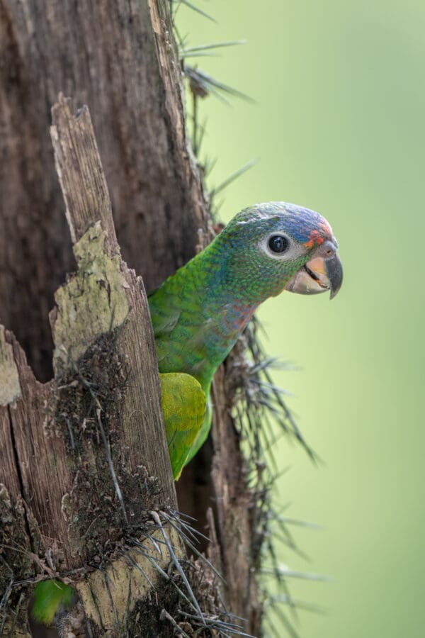 A wild juvenile Blue-headed Parrot peeks out of a nest cavity
