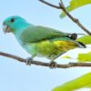 A wild Blue-headed Racquet-tailed Parrot perches on a branch