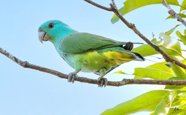 A wild Blue-headed Racquet-tailed Parrot perches on a branch