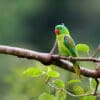 A wild Blue-naped Parrot perches on a limb