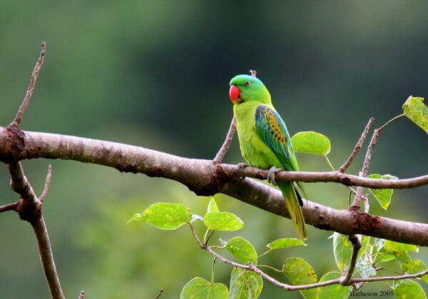 A wild Blue-naped Parrot perches on a limb