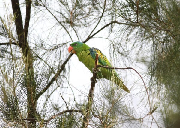 A wild Blue-naped Parrot perches in a tree