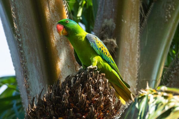 A wild Blue-naped Parrot perches in a tree