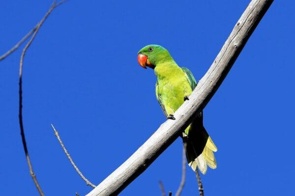 A wild Blue-naped Parrot perches on a limb