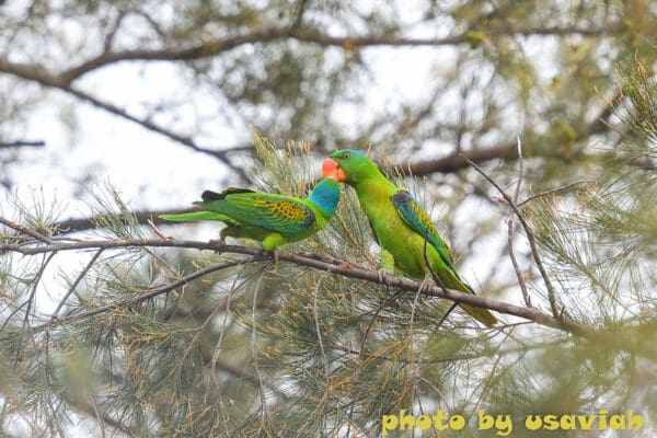 Wild Blue-naped Parrots interact
