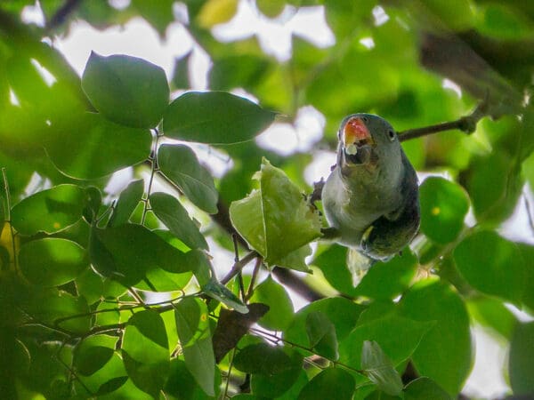 A wild Blue-rumped Parrot forages in a tree