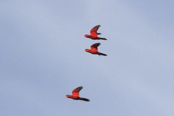 Wild Blue-streaked Lories take flight