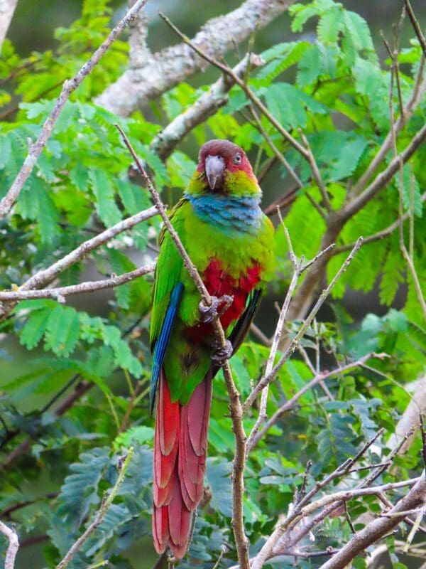 A wild Blue-throated Conure clings to a twig