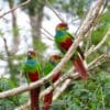 Wild Blue-throated Conures perch in a tree