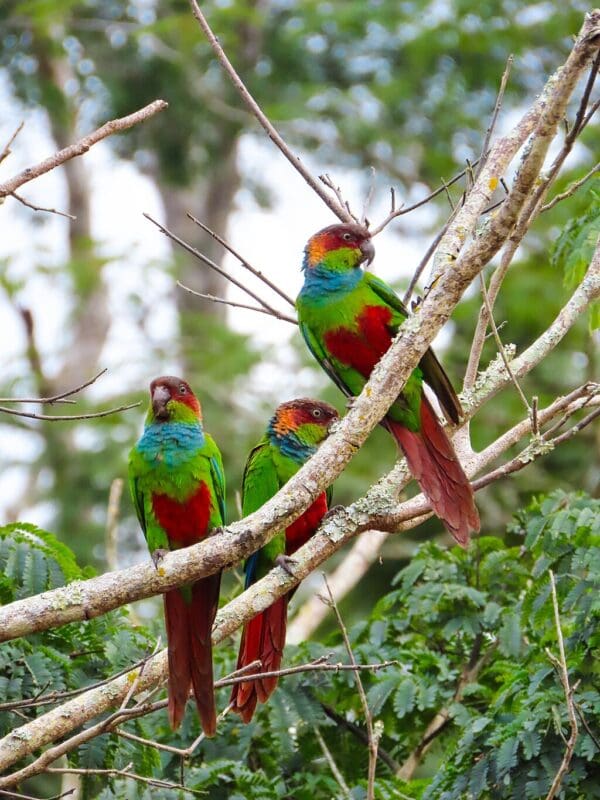 Wild Blue-throated Conures perch in a tree