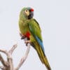 A wild Blue-winged Macaw perches on a branch