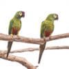 Wild Blue-winged Macaws perch on a branch