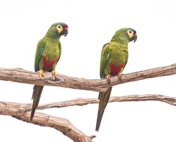 Wild Blue-winged Macaws perch on a branch