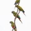 Wild Blue-winged Macaws cling to a branch