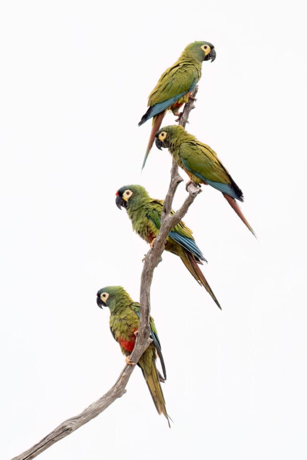 Wild Blue-winged Macaws cling to a branch