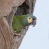 A wild Blue-winged Macaw peeks out of a nest cavity