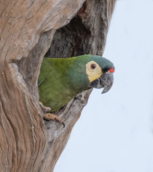 A wild Blue-winged Macaw peeks out of a nest cavity
