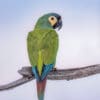 A wild Blue-winged Macaw perches on a branch