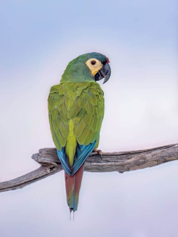 A wild Blue-winged Macaw perches on a branch