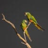 Wild Blue-winged Macaws perch on a branch