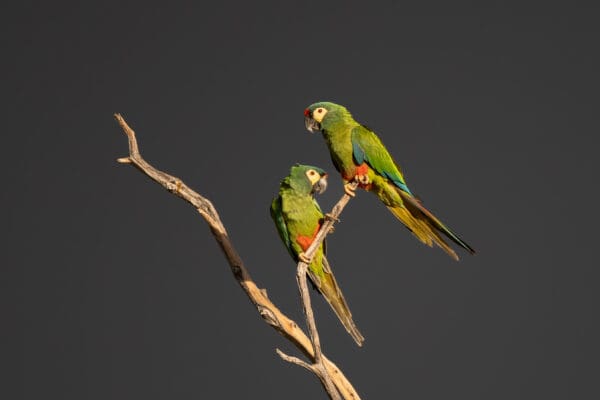 Wild Blue-winged Macaws perch on a branch