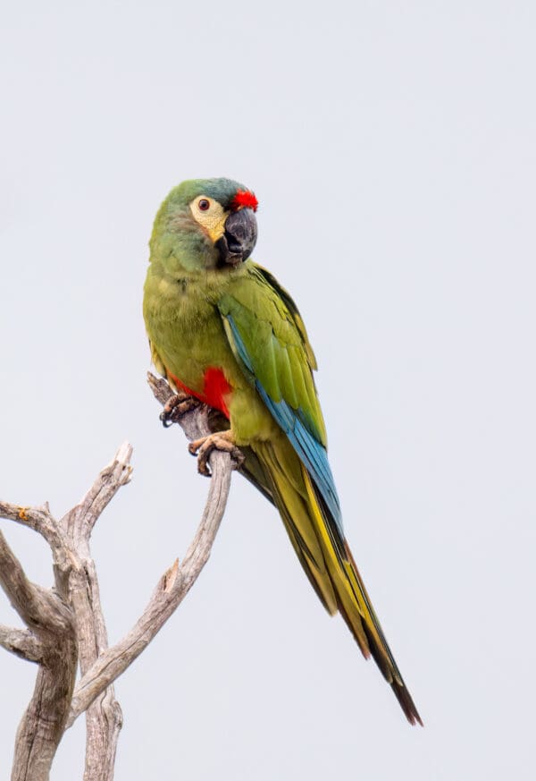 A wild Blue-winged Macaw perches on a branch