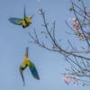 Wild Blue-winged Macaws take flight