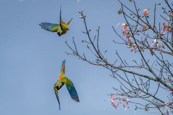 Wild Blue-winged Macaws take flight