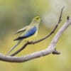 A wild Blue-winged Parrot perches on a branch