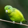 A wild Blue-winged Parrotlet perches on a twig