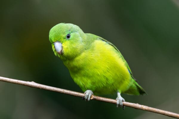 A wild Blue-winged Parrotlet perches on a twig