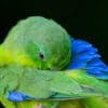 A closeup of a Blue-winged Parrotlet preens