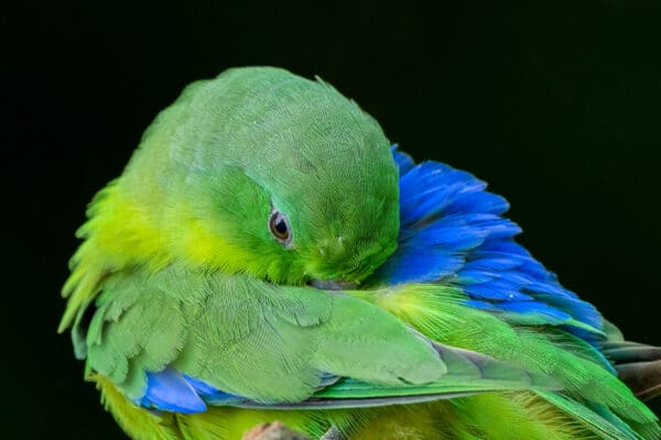 A closeup of a Blue-winged Parrotlet preens
