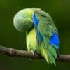 A wild Blue-winged Parrotlet preens