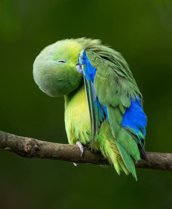 A wild Blue-winged Parrotlet preens