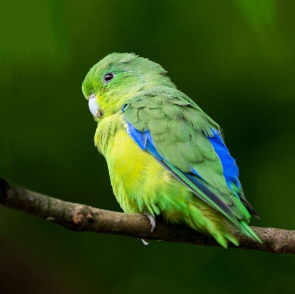 A wild Blue-winged Parrotlet perches on a branch