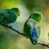 Wild Blue-winged Parrotlets perch on a branch