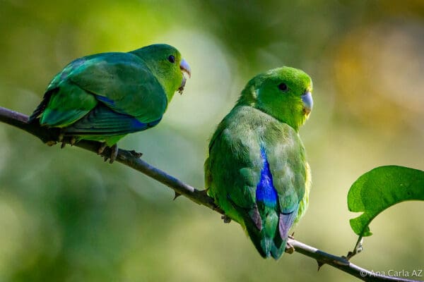 Wild Blue-winged Parrotlets perch on a branch