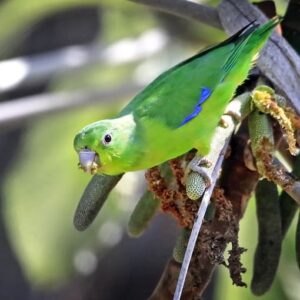 A wild Blue-winged Parrotlet clings to a branch