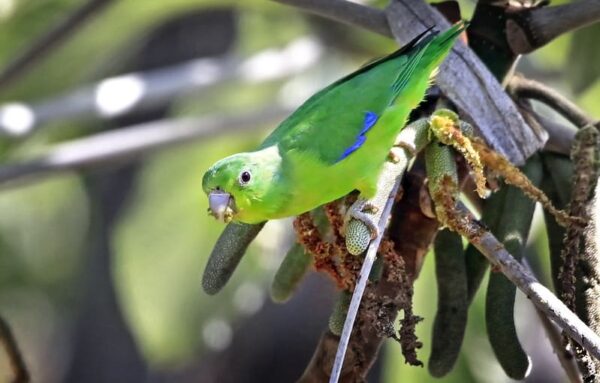A wild Blue-winged Parrotlet clings to a branch