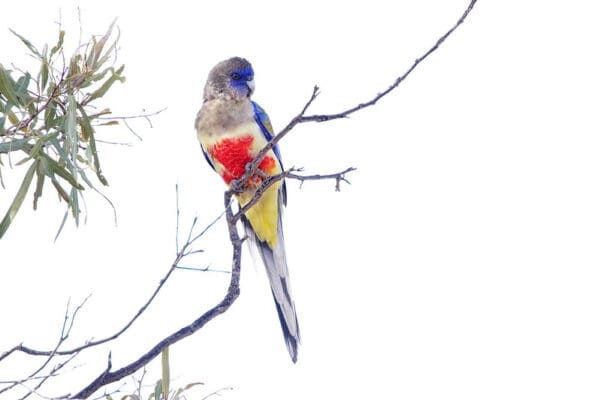 A wild Bluebonnet perches high in a tree