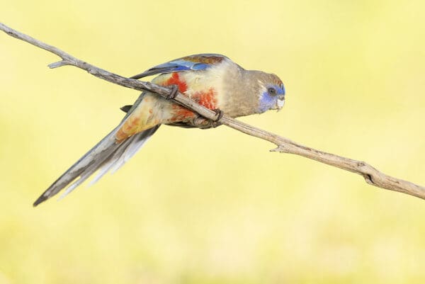 A wild Bluebonnet perches on a branch