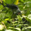 A wild male Blue-rumped Parrot forages in a tree