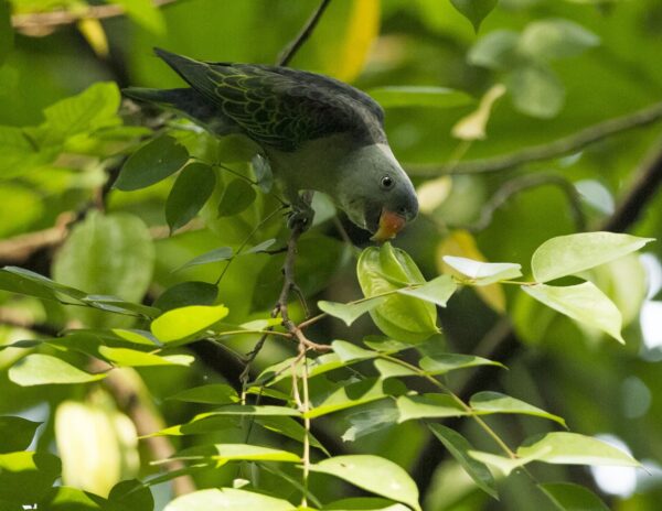 A wild male Blue-rumped Parrot forages in a tree