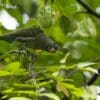 A wild male Blue-rumped Parrot forages in a tree