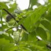 A wild female Blue-rumped Parrot forages in a tree