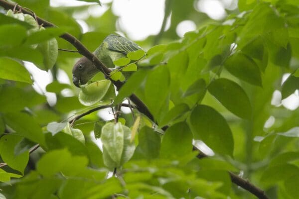 A wild female Blue-rumped Parrot forages in a tree