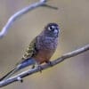 Wild Bourke's Parrot perches on a branch